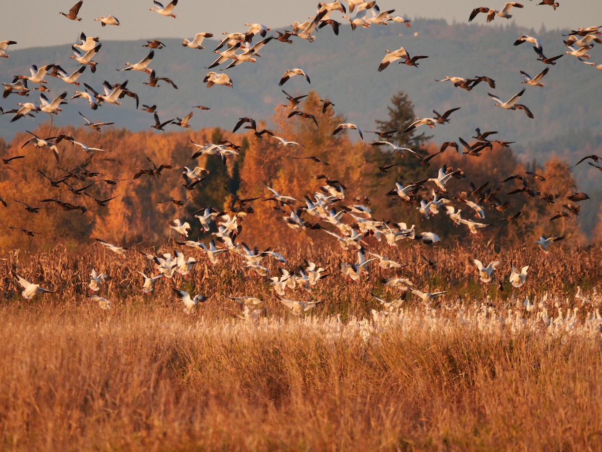 eBird Checklist 25 Nov 2023 Sauvie Island Wildlife area 2 species