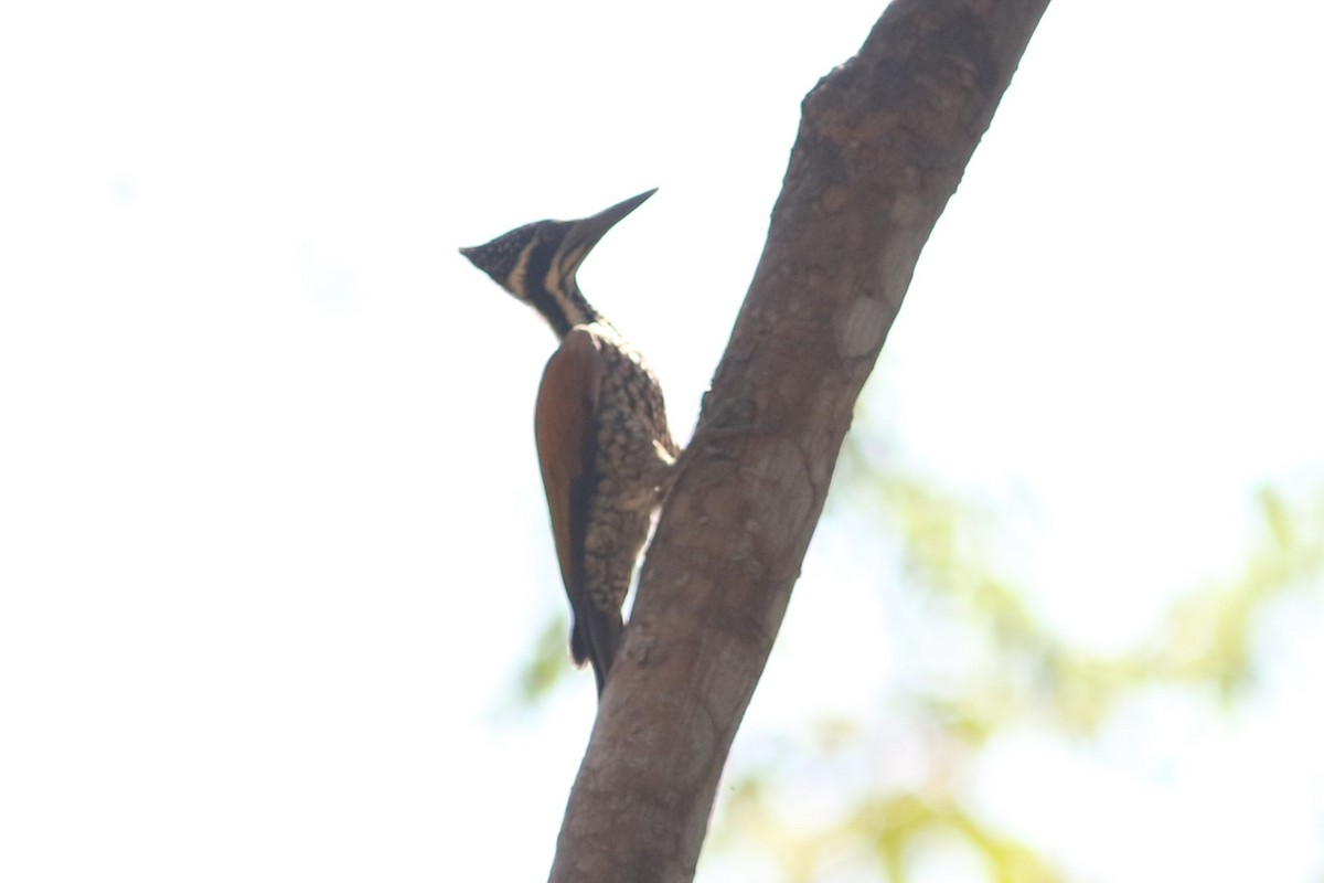 Greater Flameback at Khao Khieo – Khao Chomphu Wildlife Sanctuary--trail NE from Pong Din Dam Reservoir by Jonathan Pap