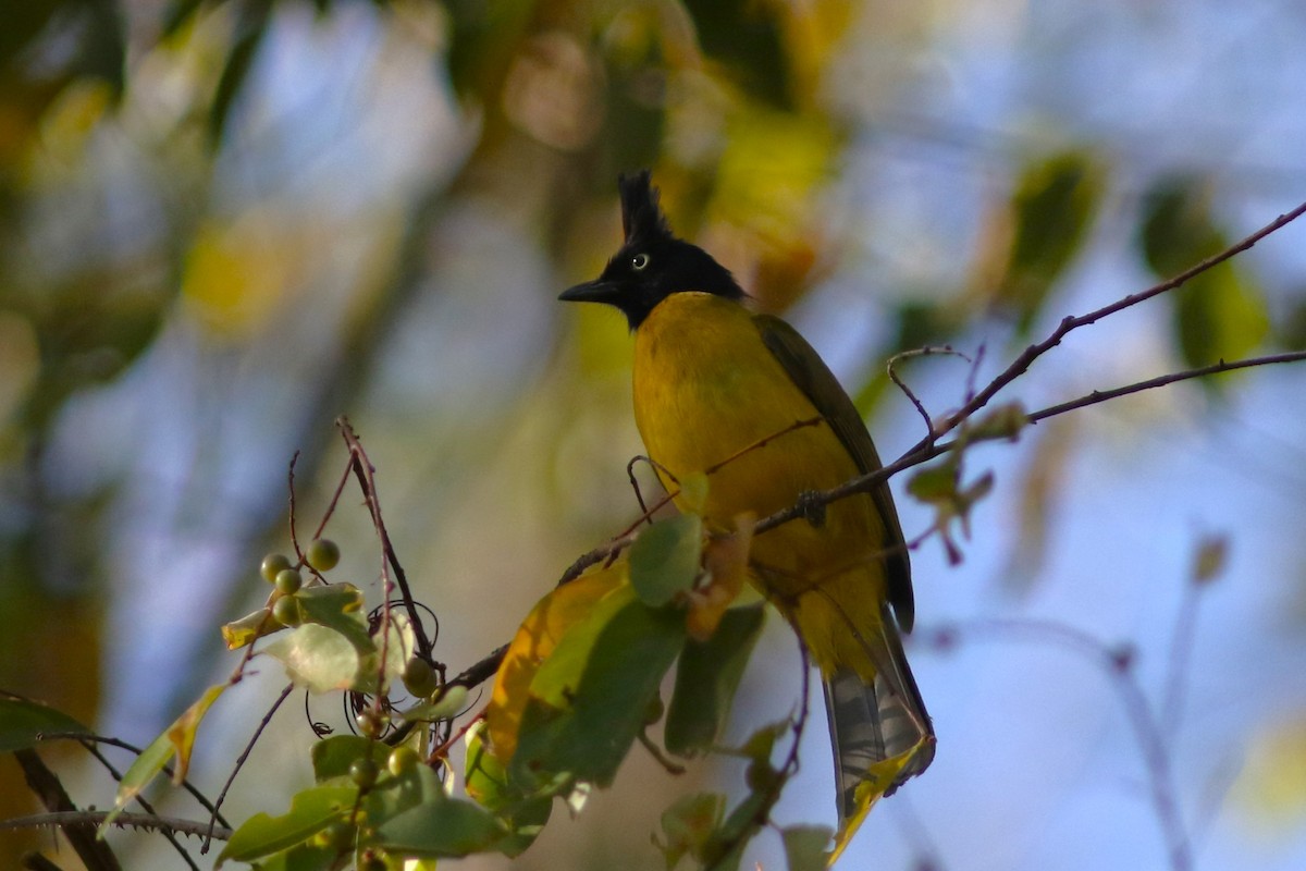 Black-crested Bulbul at Khao Khieo – Khao Chomphu Wildlife Sanctuary--trail NE from Pong Din Dam Reservoir by Jonathan Pap