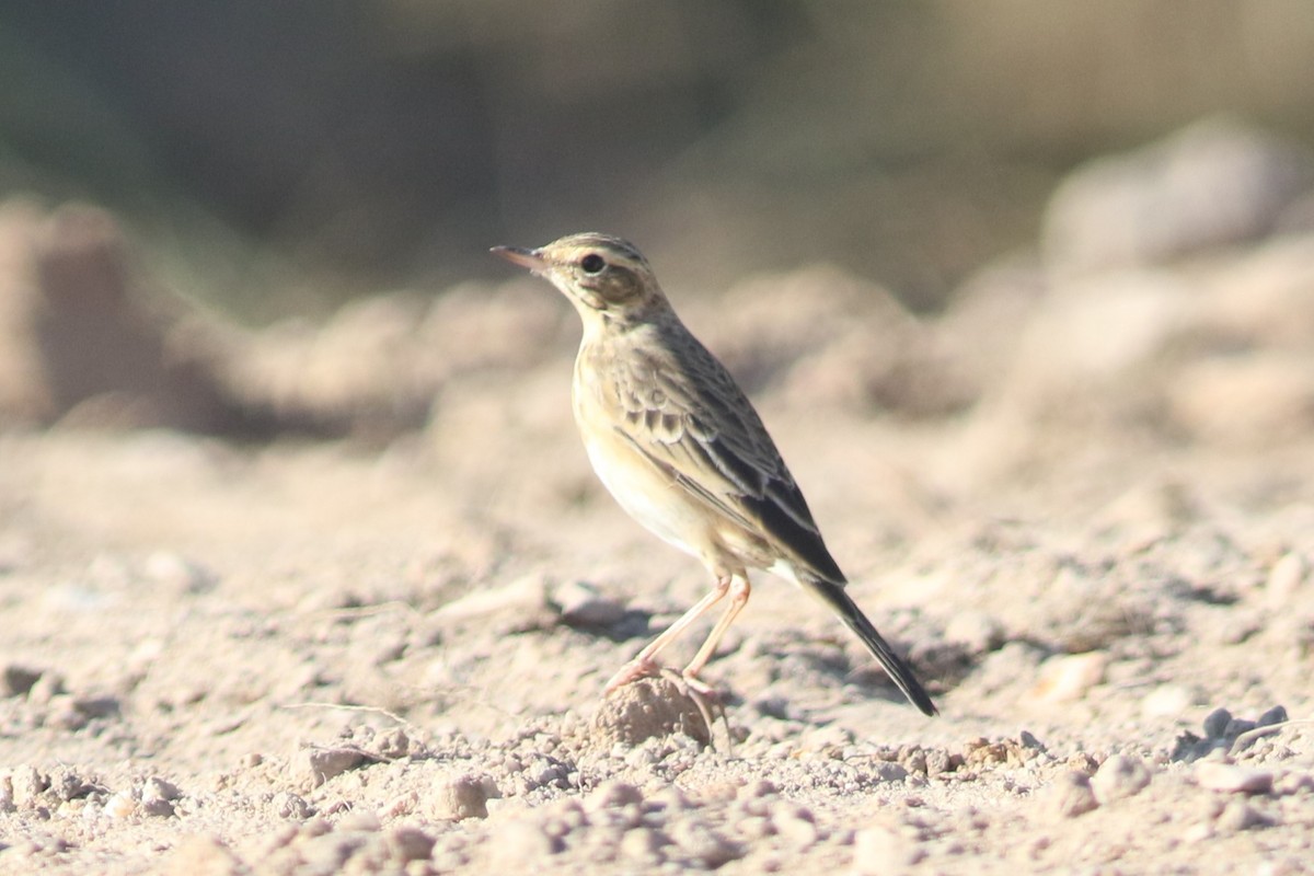 Paddyfield Pipit at Khao Khieo – Khao Chomphu Wildlife Sanctuary--trail NE from Pong Din Dam Reservoir by Jonathan Pap