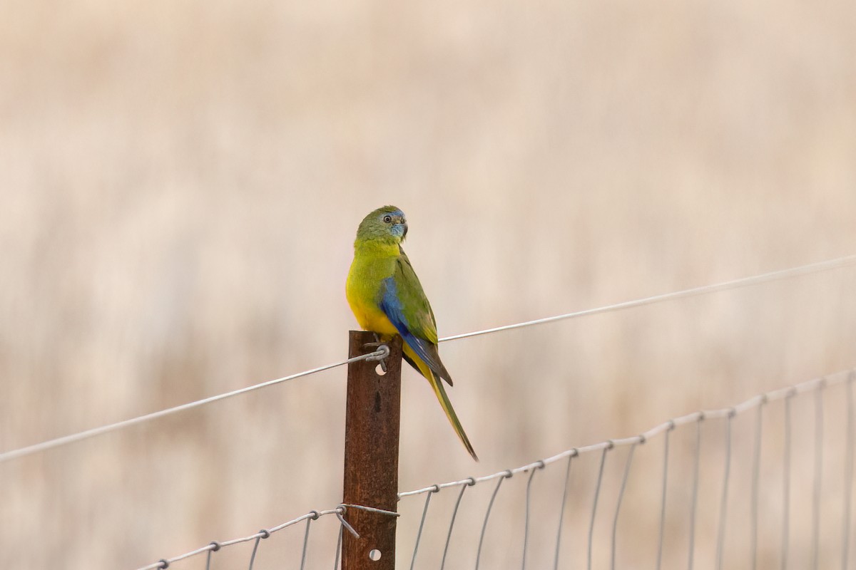 Turquoise Parrot - ML612804285