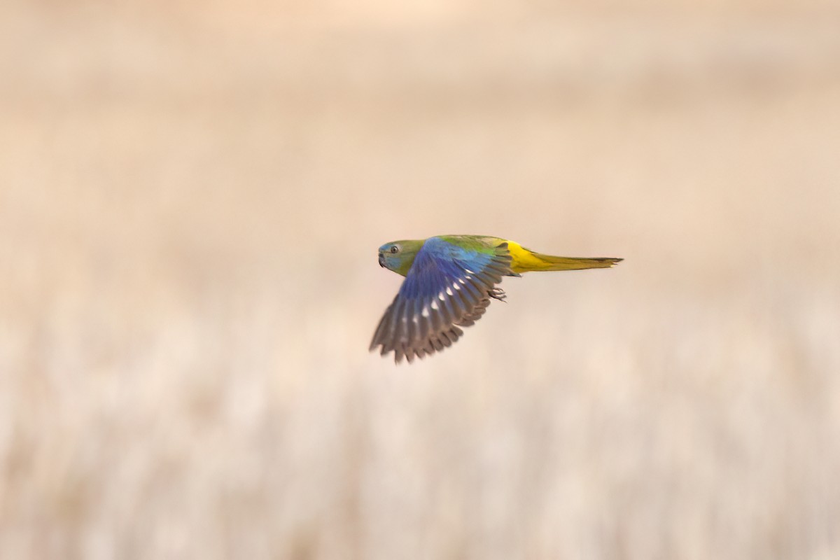 Turquoise Parrot - ML612804286