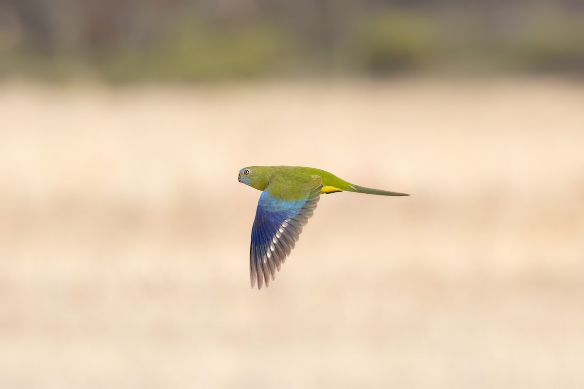 Turquoise Parrot - ML612804289