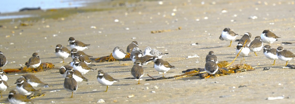 Semipalmated Plover - ML612804326