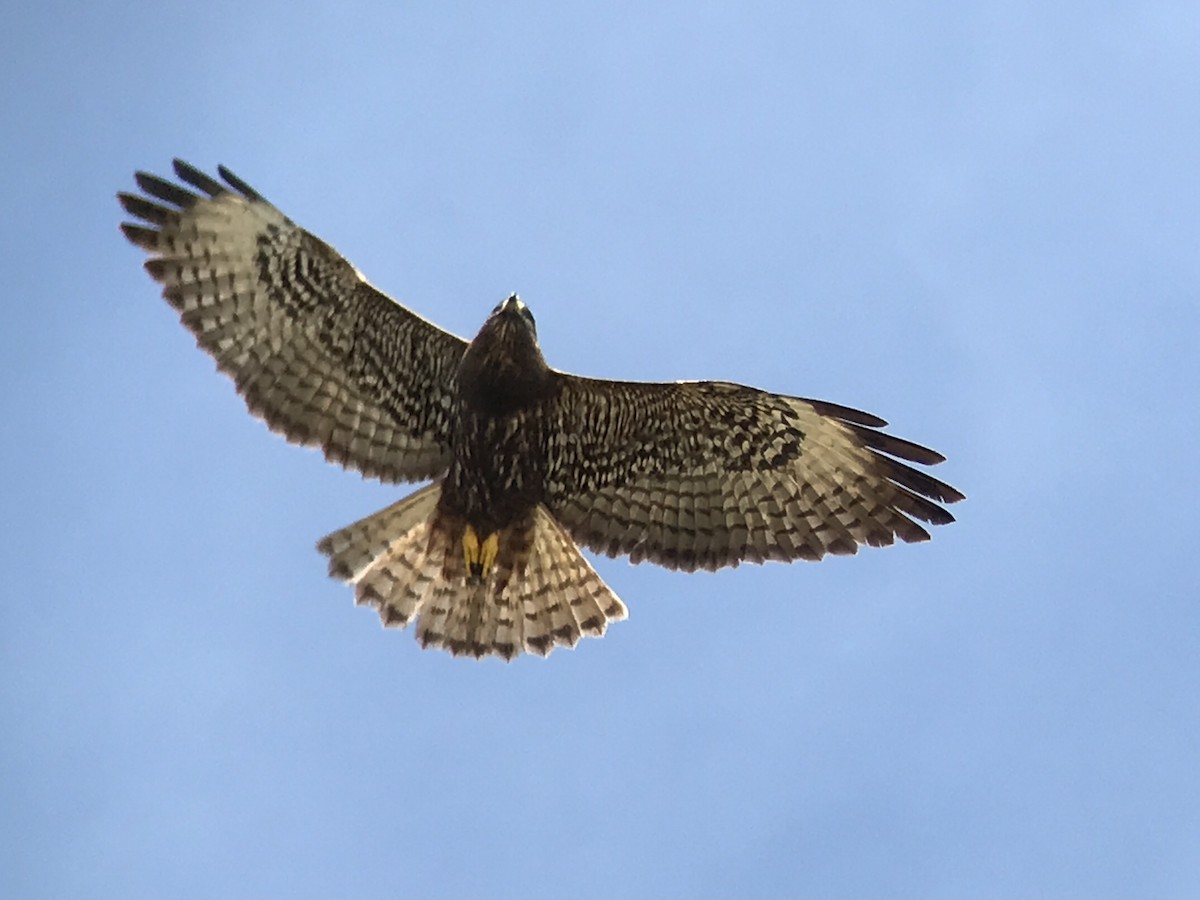 Short-tailed Hawk - Angel & Mariel Abreu
