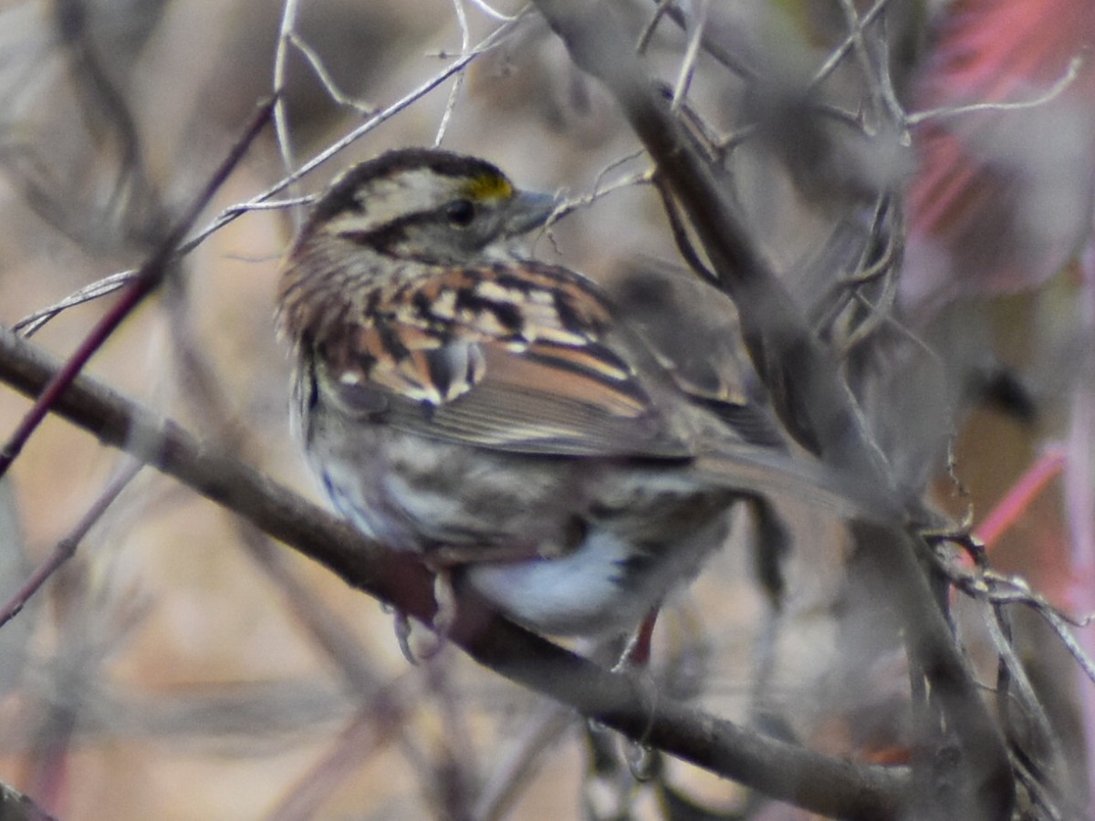White-throated Sparrow - ML612804578