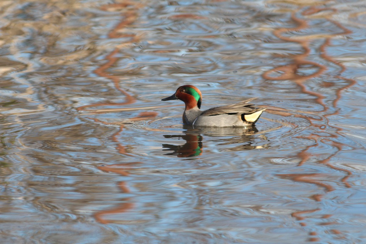 Green-winged Teal - ML612804684