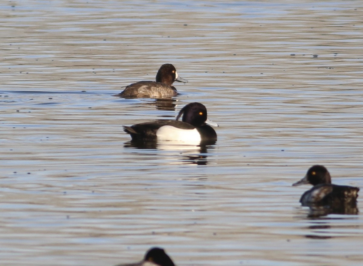 Tufted Duck - ML612804703