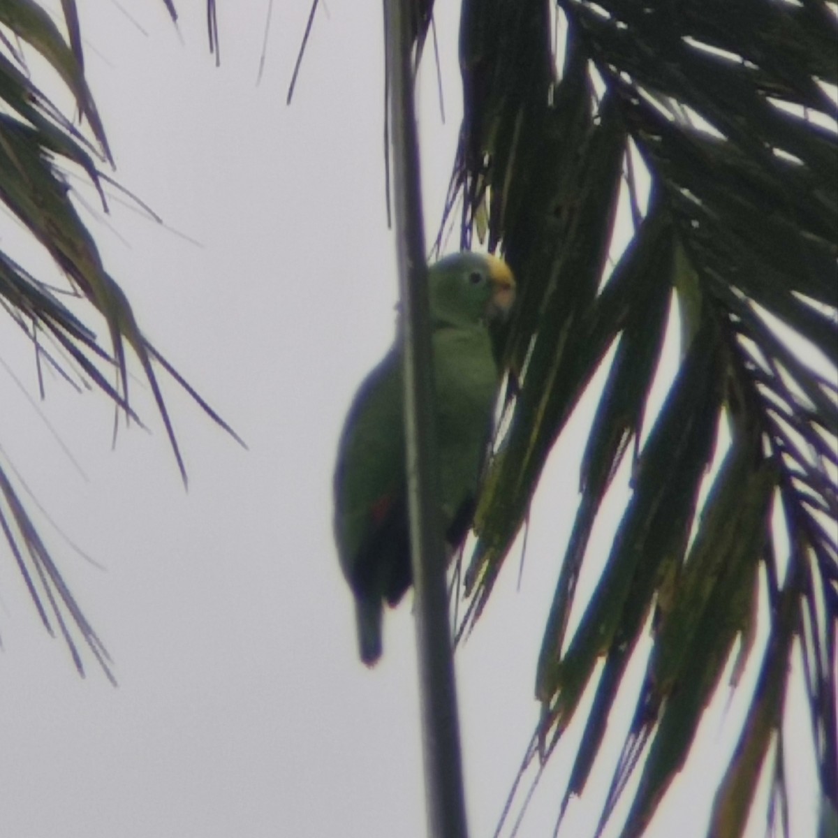 Yellow-crowned Parrot - ML612804726