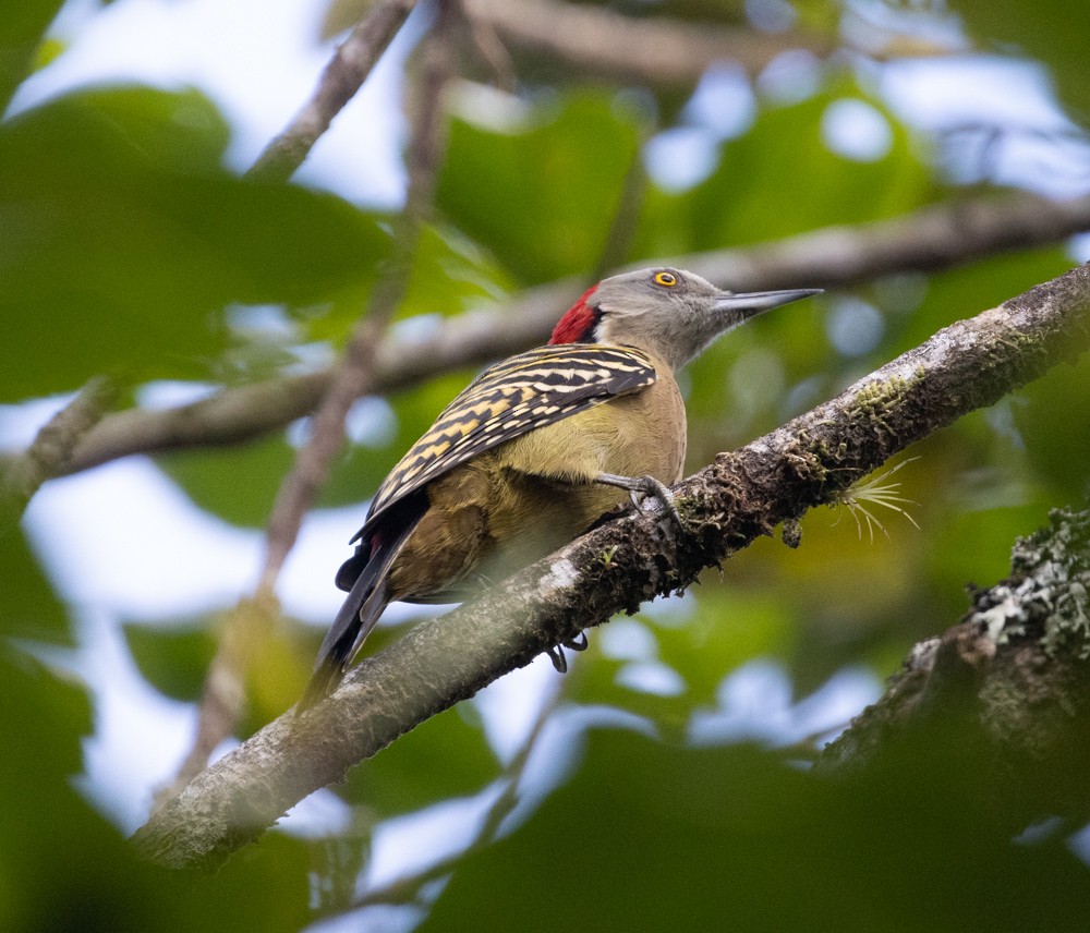 Hispaniolan Woodpecker - Lindy Fung
