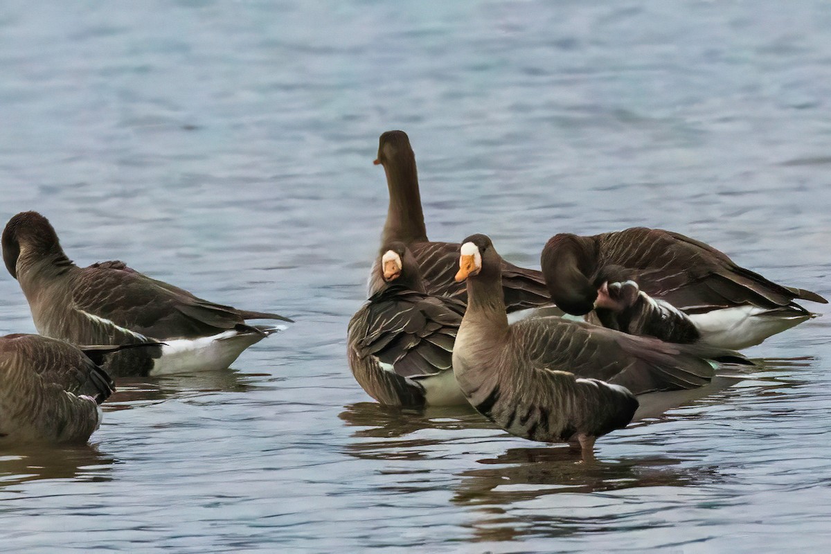 Greater White-fronted Goose - Fred Hochstaedter