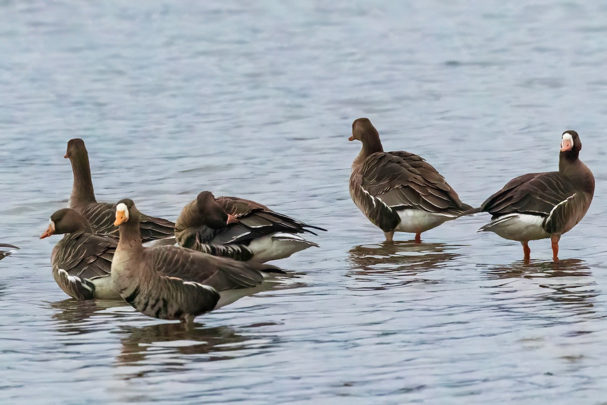 Greater White-fronted Goose - Fred Hochstaedter