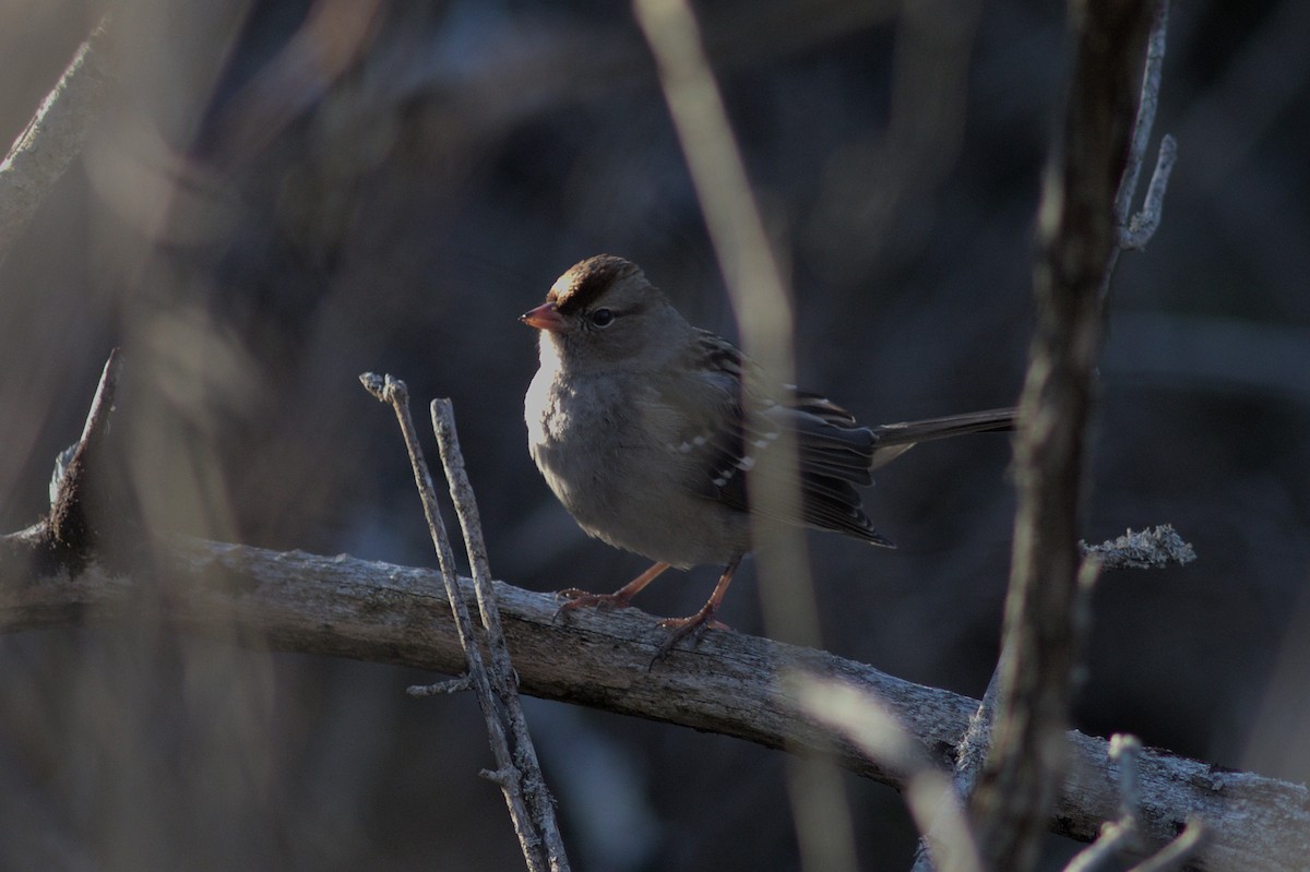 White-crowned Sparrow - Ivan Wiljanen