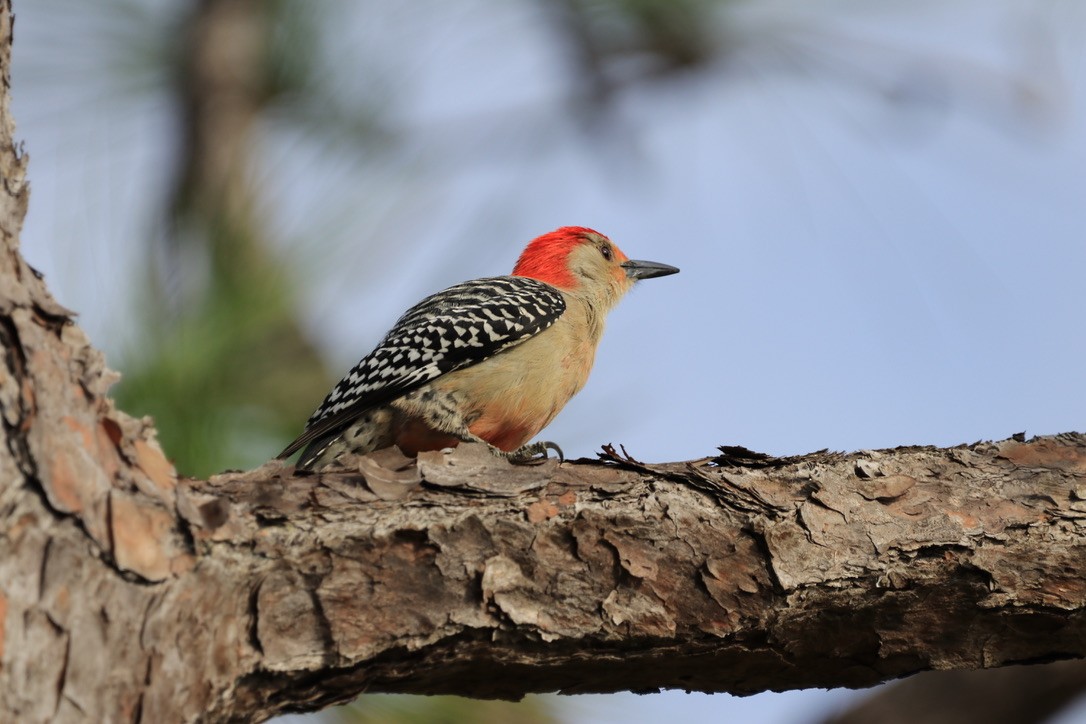 Red-bellied Woodpecker - ML612805163