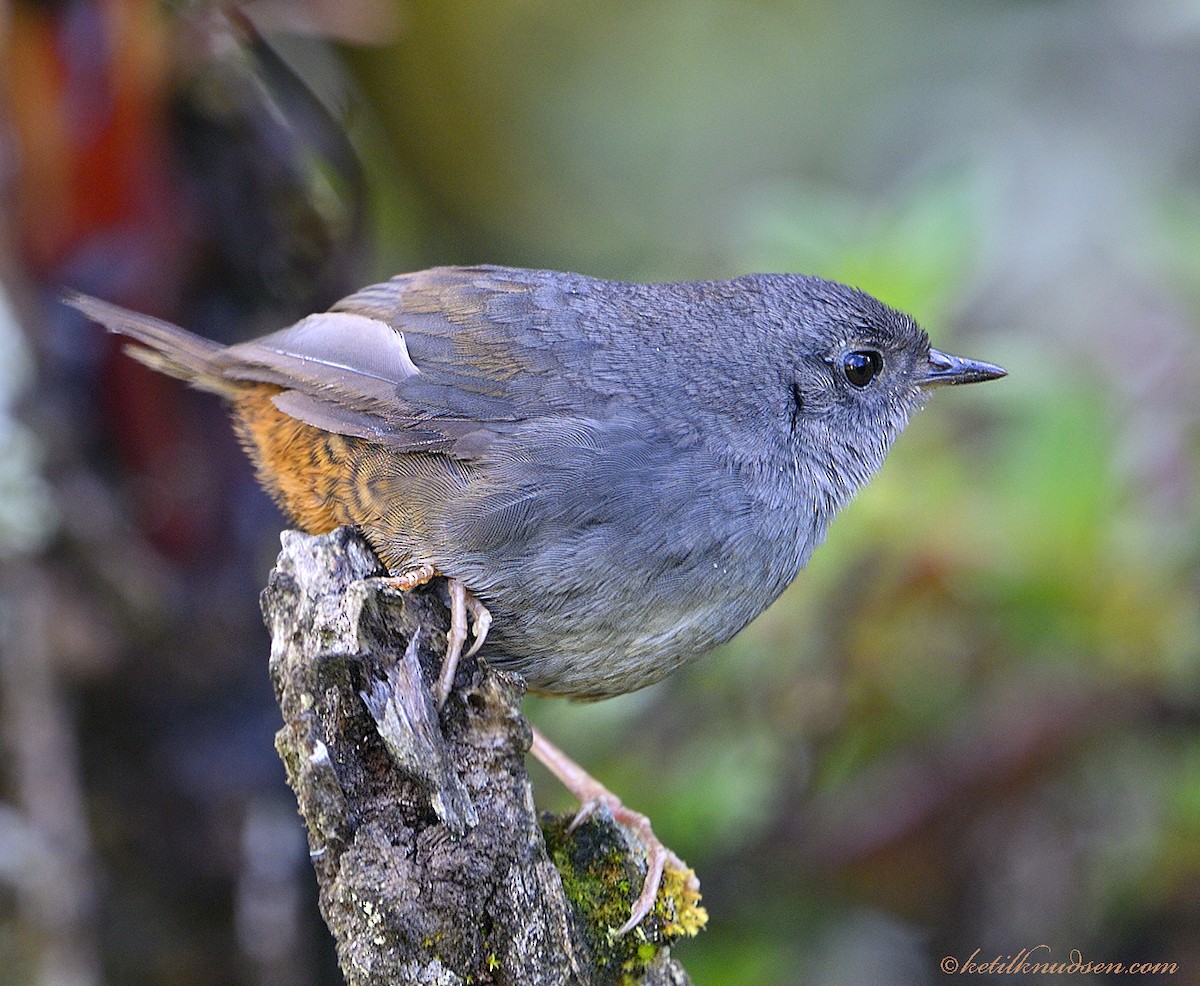 Pale-bellied Tapaculo - ML612805975