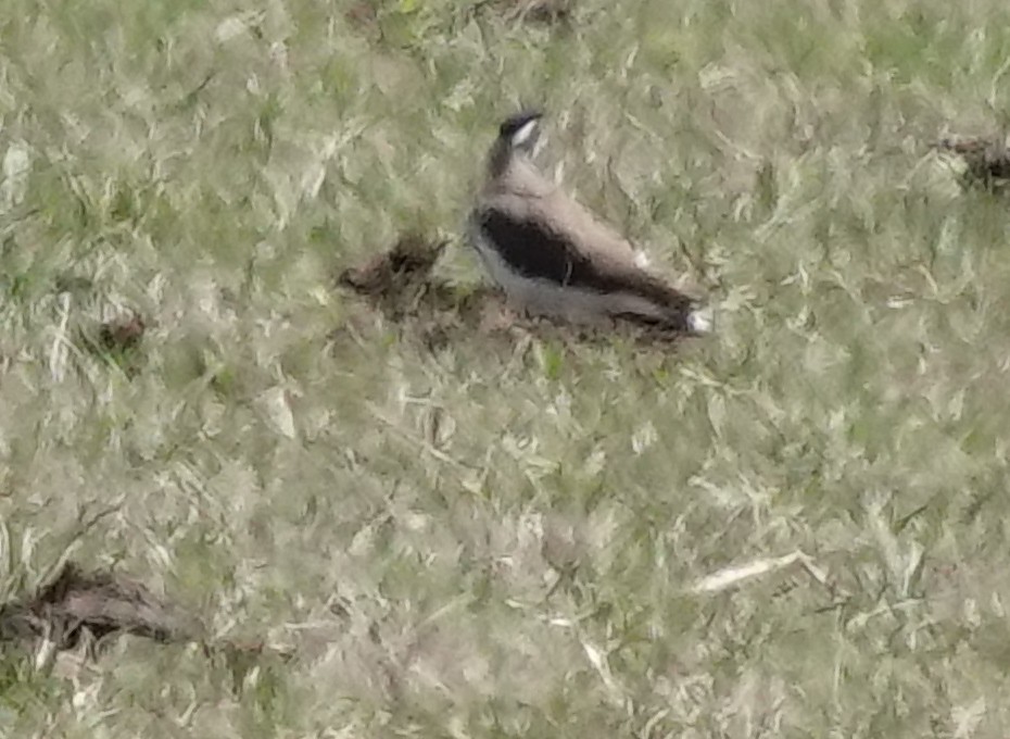 Banded Lapwing - ML612805993