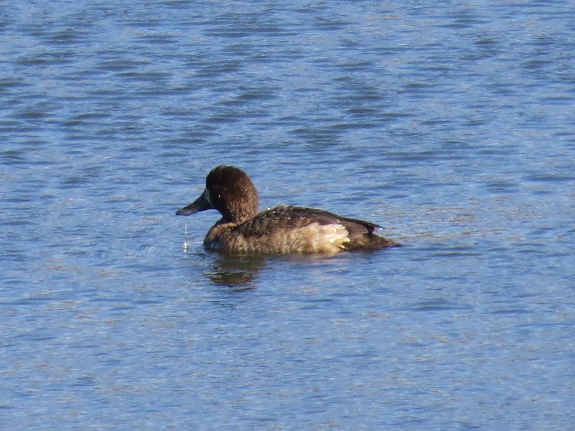 Greater Scaup - ML612807178