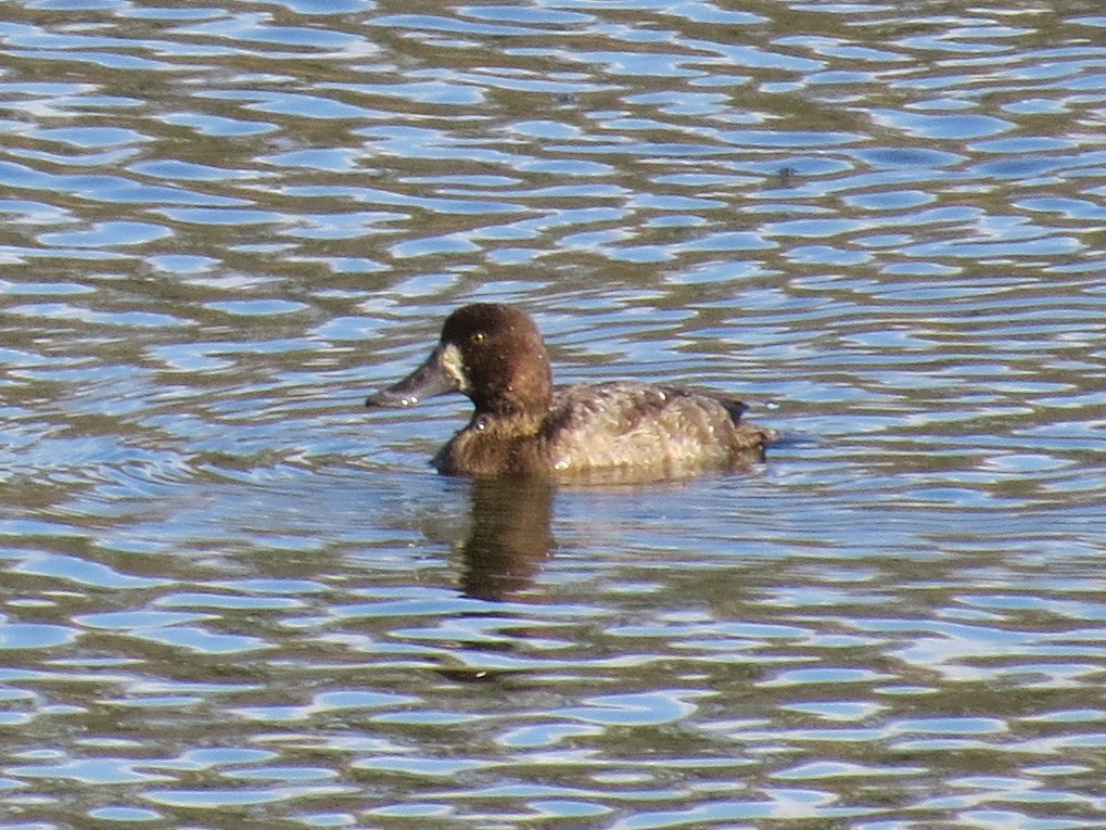 Greater Scaup - ML612807179