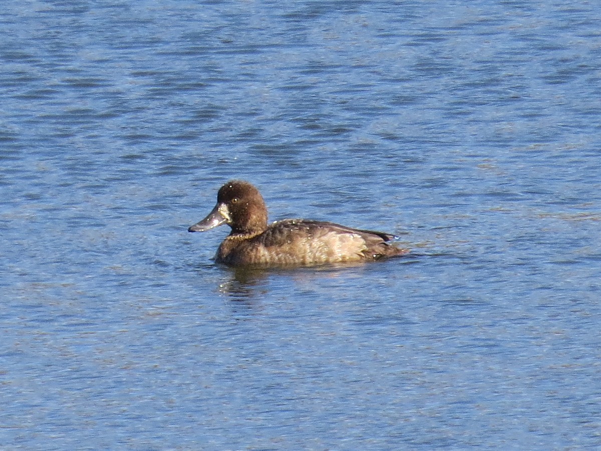 Greater Scaup - ML612807180