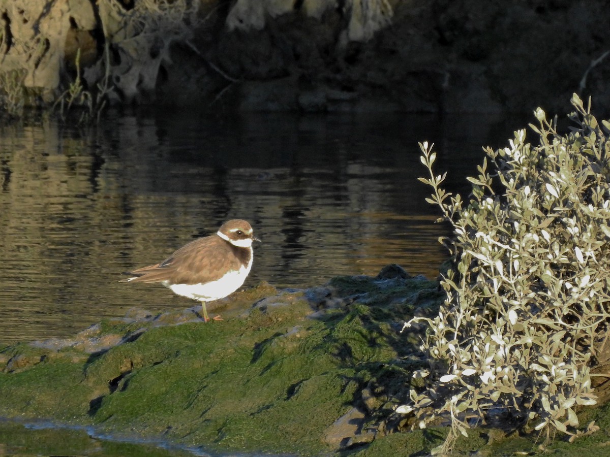 Common Ringed Plover - ML612807221