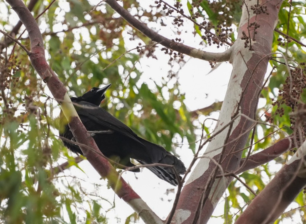 Great-tailed Grackle - ML612807275