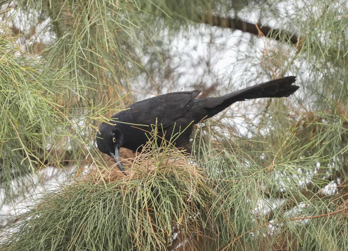Great-tailed Grackle - ML612807276