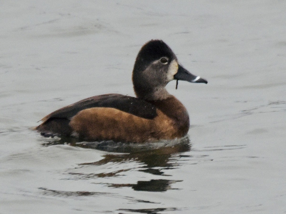 Ring-necked Duck - ML612807324