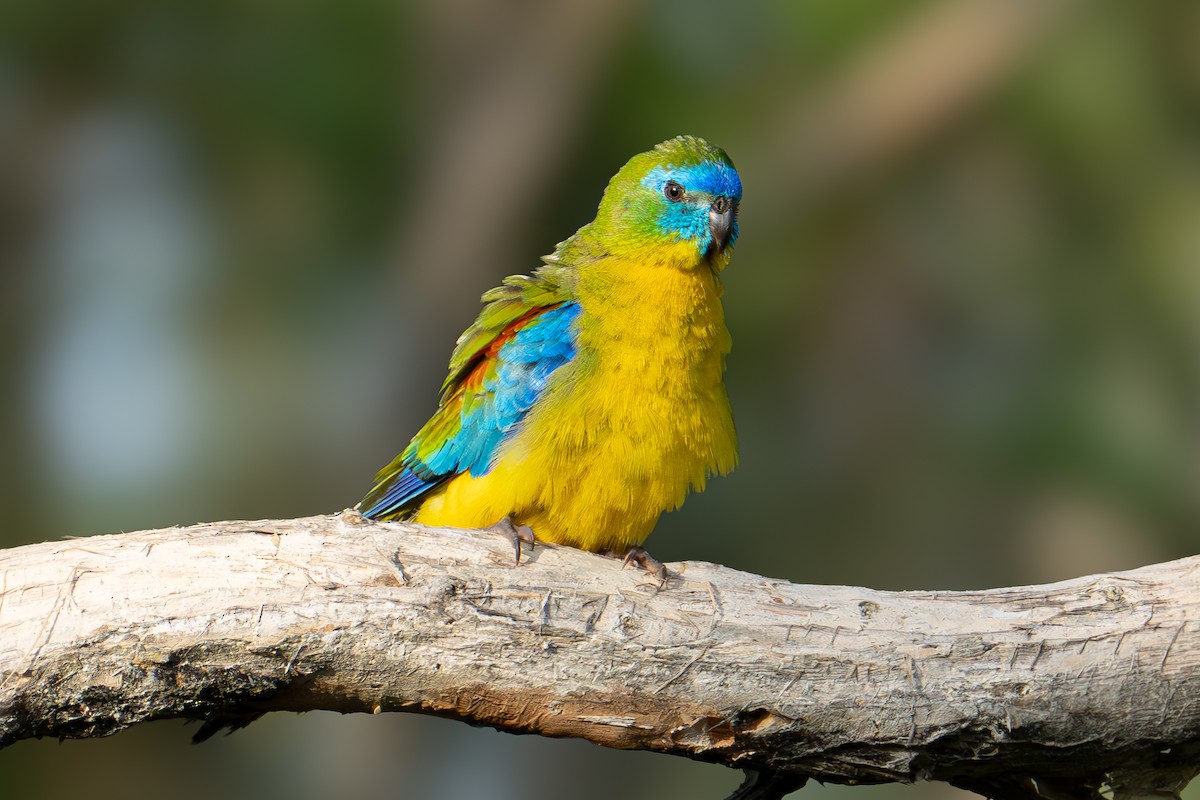 Turquoise Parrot - Peter Sternes