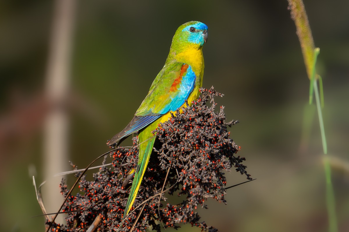 Turquoise Parrot - ML612807479