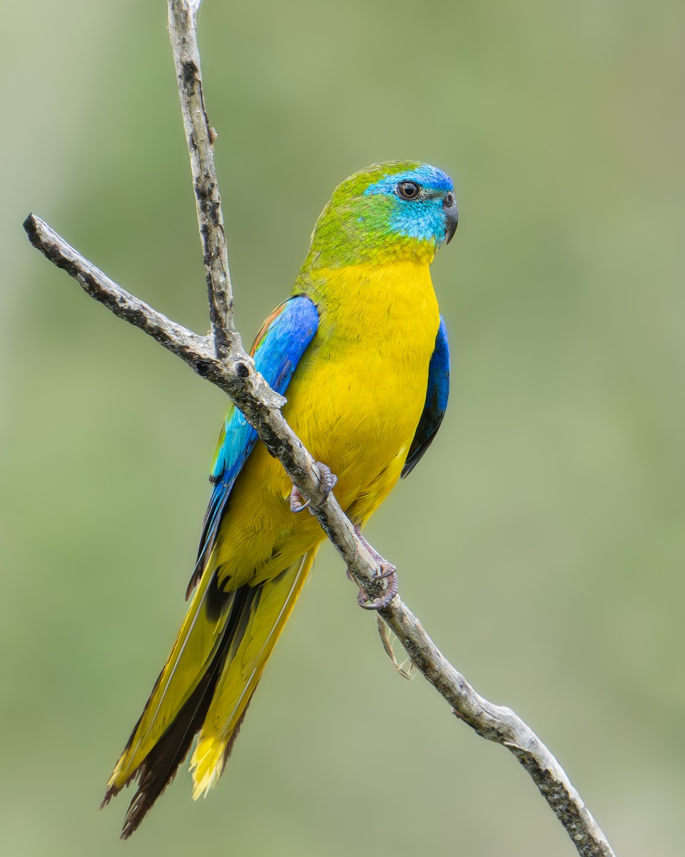 Turquoise Parrot - ML612807480