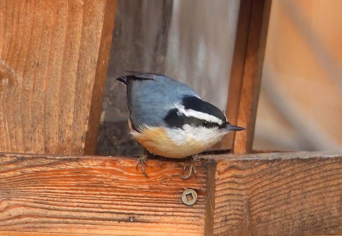 Red-breasted Nuthatch - ML612807841