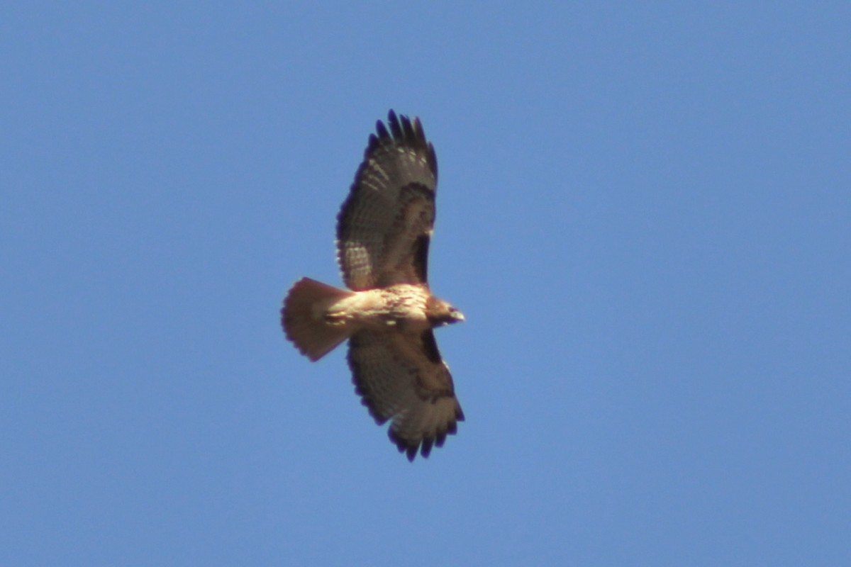 Red-tailed Hawk - ML612807938