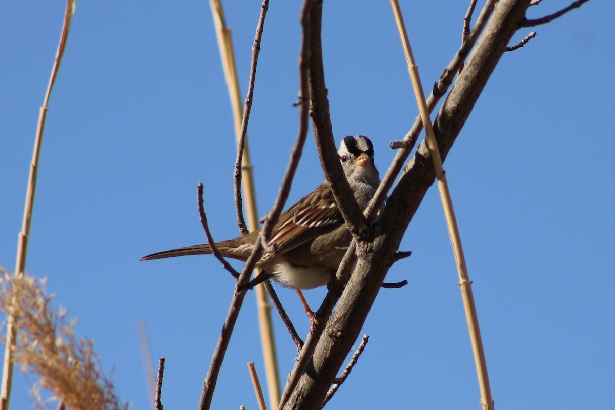 White-crowned Sparrow - ML612807956