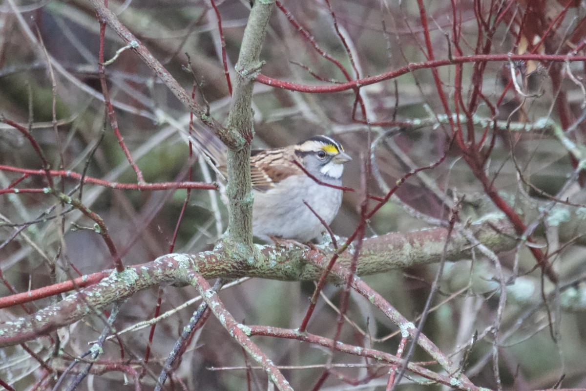 White-throated Sparrow - ML612808161