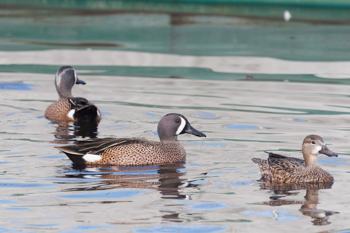 Blue-winged Teal - ML612808163
