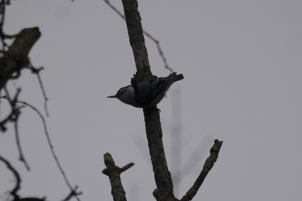 White-breasted Nuthatch - ML612808185