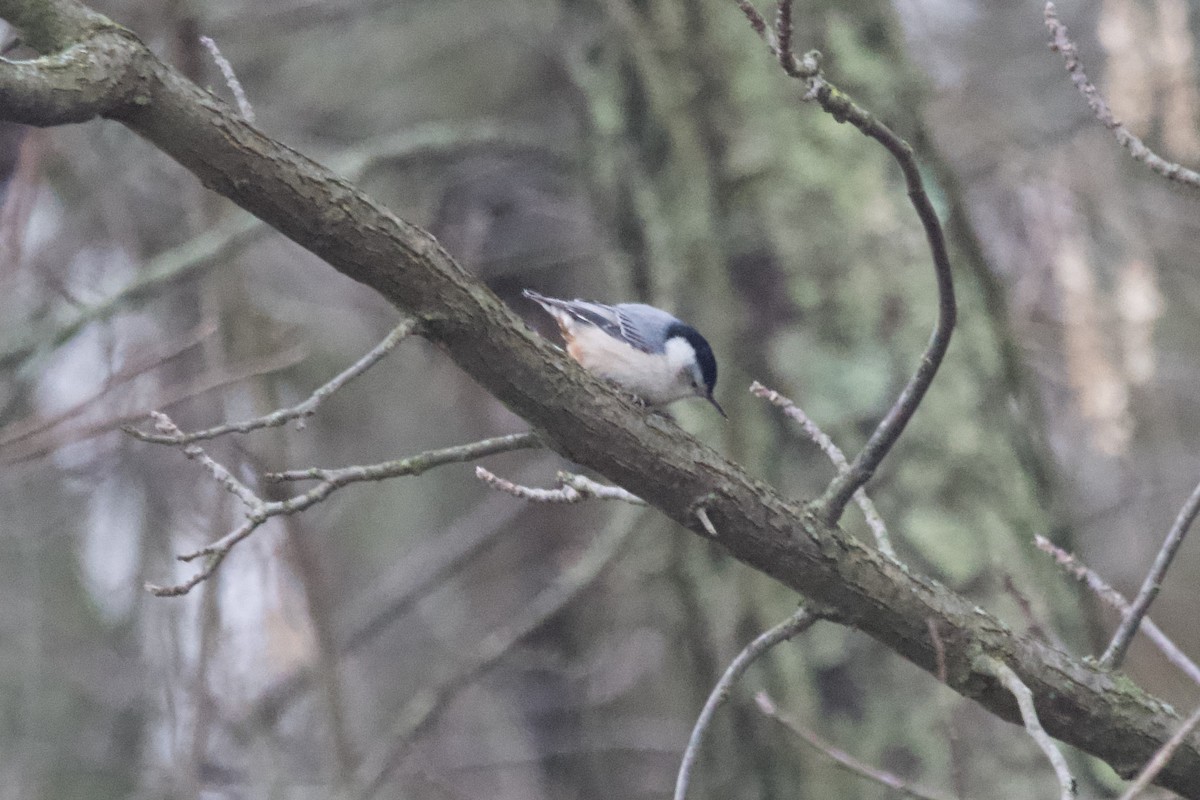 White-breasted Nuthatch - ML612808186