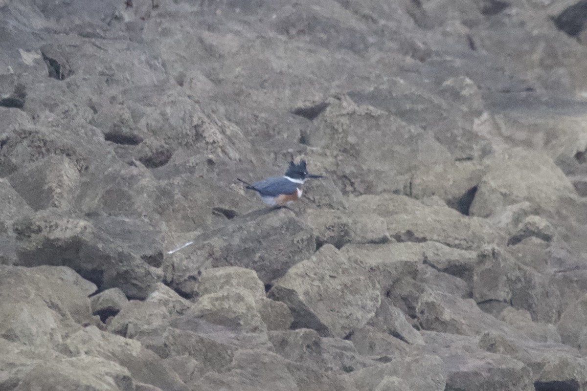 Belted Kingfisher - ML612808210