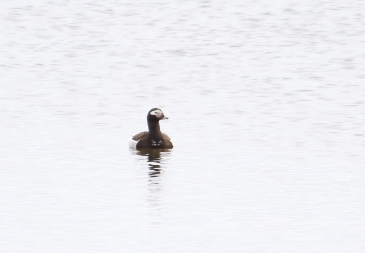 Long-tailed Duck - ML612808479