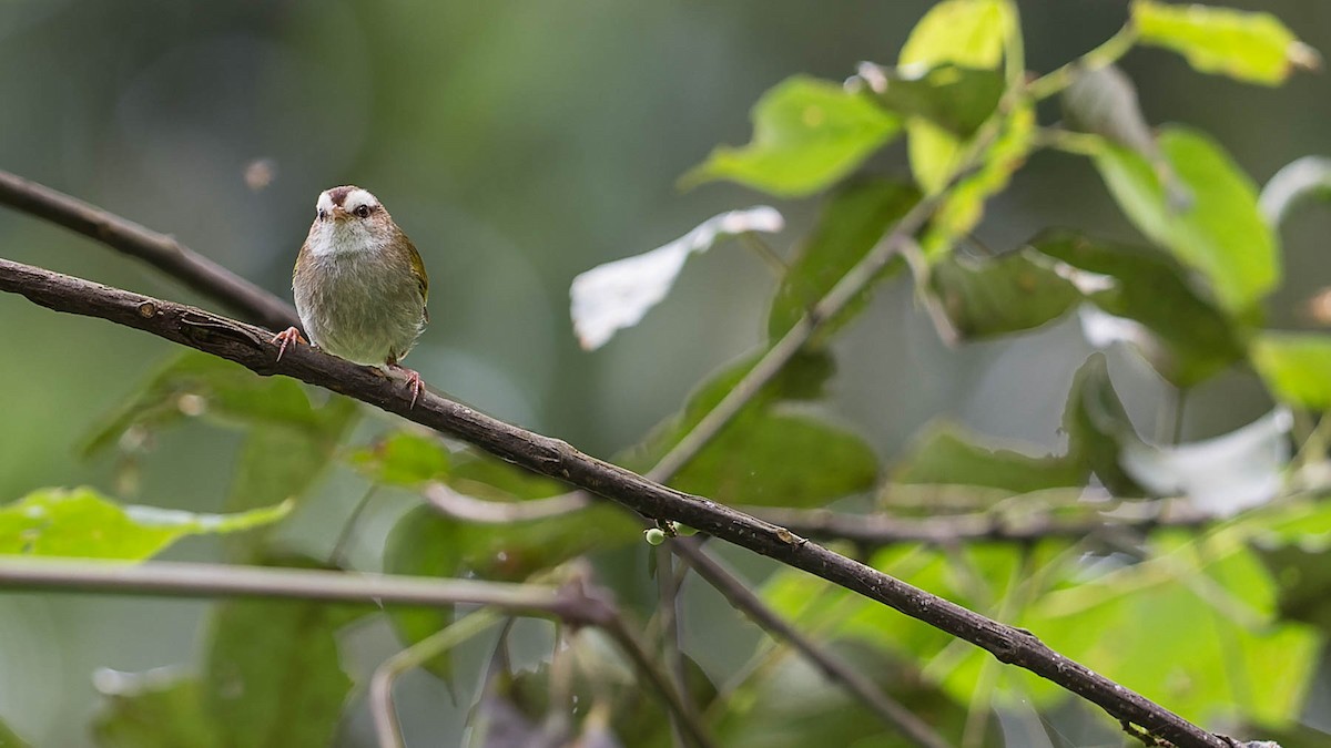 White-browed Crombec - ML612808639