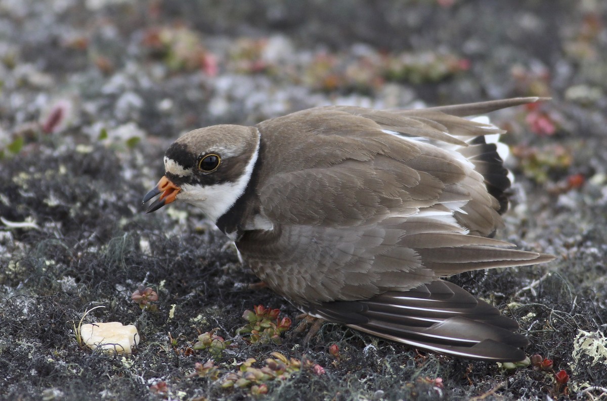 Semipalmated Plover - ML612808671