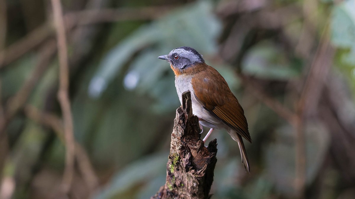 Red-throated Alethe - ML612808686