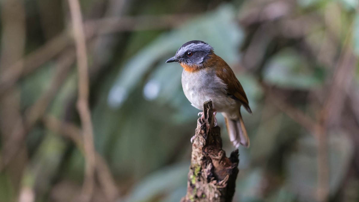 Red-throated Alethe - David Newell