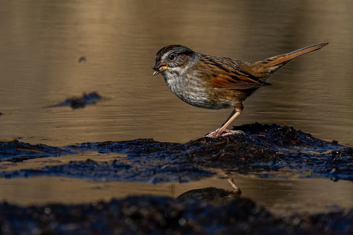 Swamp Sparrow - Zane Fish