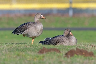 Greater White-fronted Goose, ML612809411