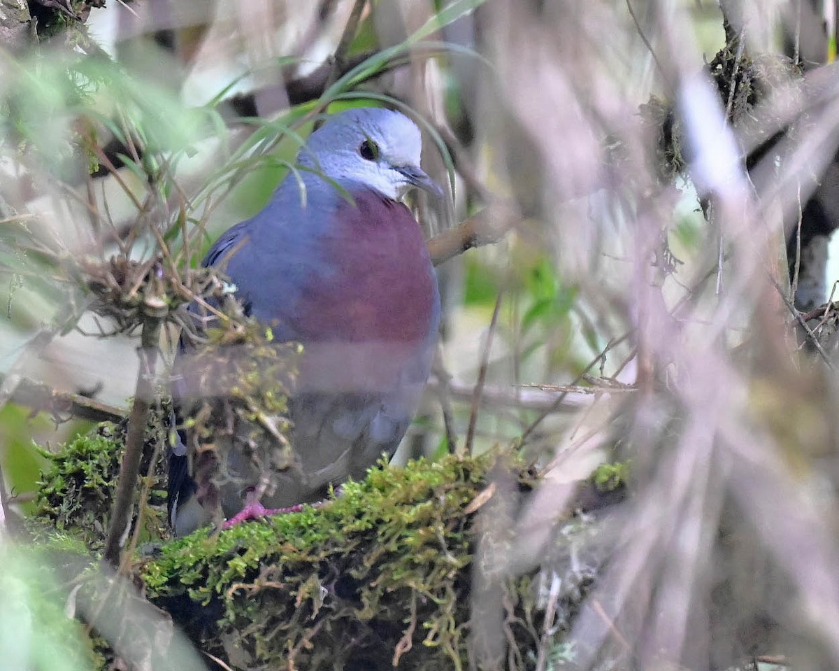 Maroon-chested Ground Dove - ML612809566