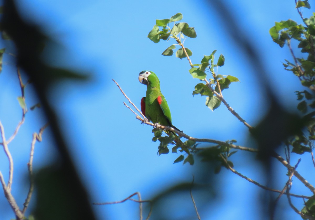 Red-shouldered Macaw - ML612809582