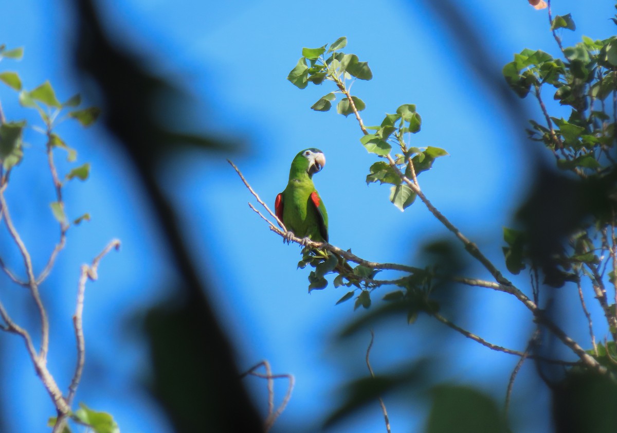 Red-shouldered Macaw - Marcos Moura