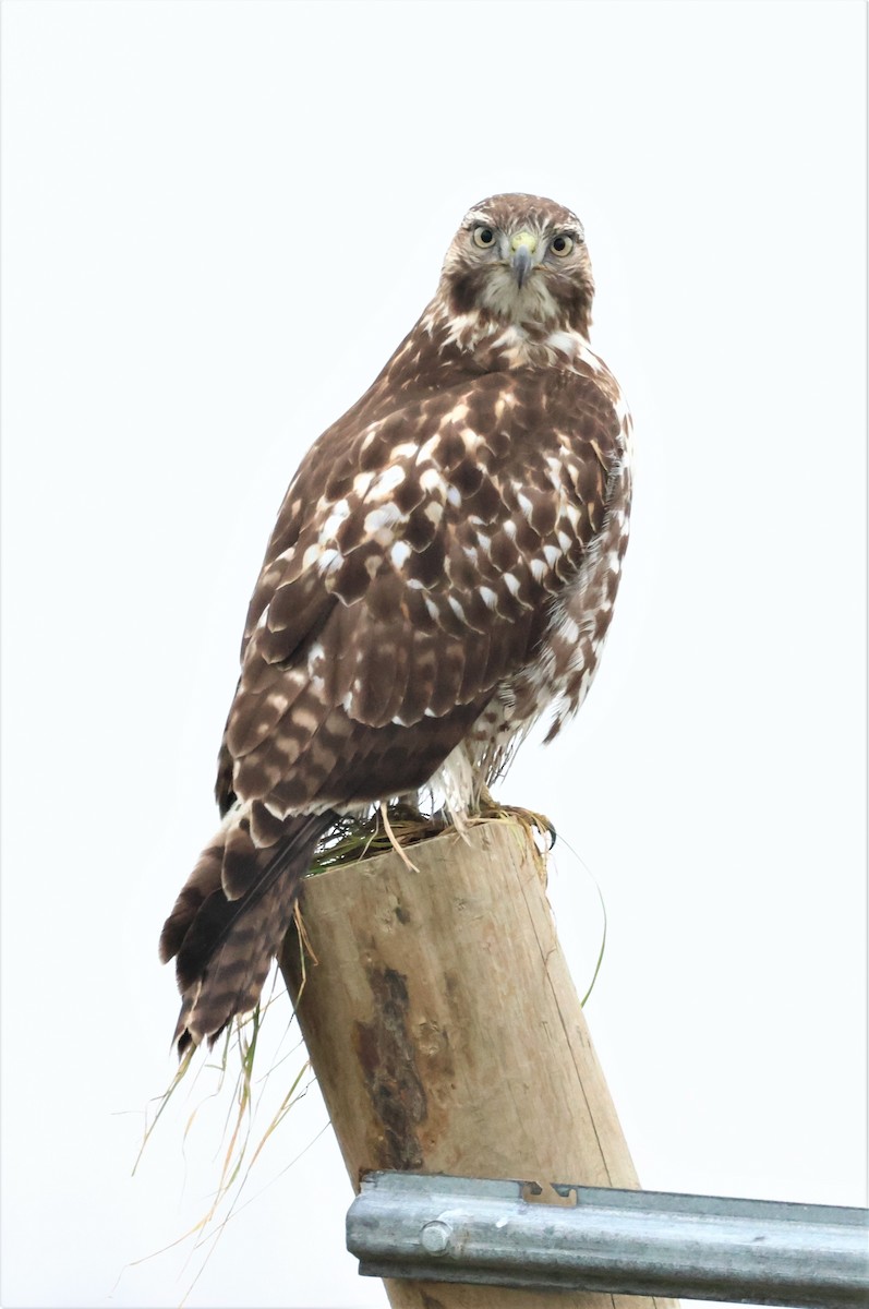 Red-tailed Hawk - ML612809933