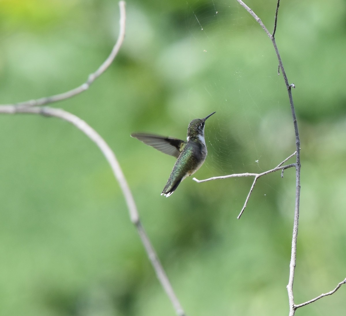 Ruby-throated Hummingbird - ML612809989